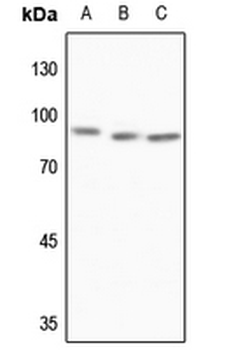 MTA1 Antibody