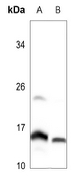 MRPL51 Antibody