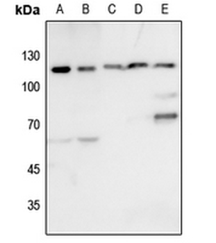 KSR1 Antibody