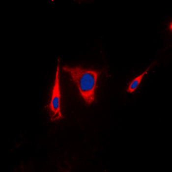 KSR1 Antibody