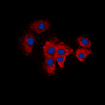 KDELR2 Antibody
