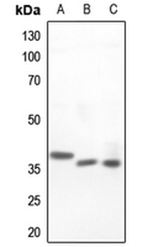 Islet-2 Antibody