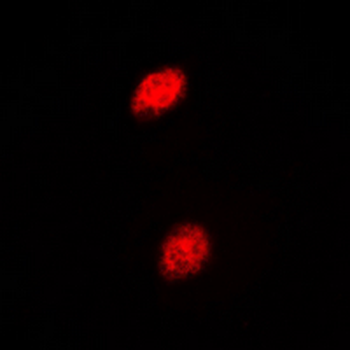 Islet-2 Antibody