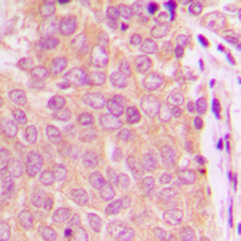 Separase Antibody