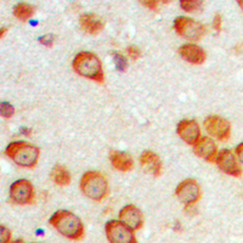 EPN3 Antibody