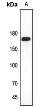 Collagen 11 alpha 2 Antibody