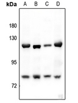 Alpha-adducin Antibody
