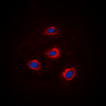 Alpha-adducin Antibody