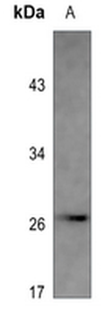 PS1D Antibody