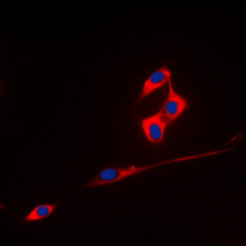 ECHOS1 Antibody