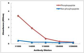 SGK1/2 (pT256/253) Antibody