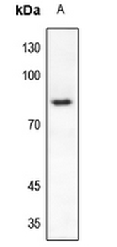 RAD17 Antibody