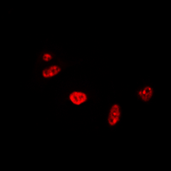 RAD17 Antibody