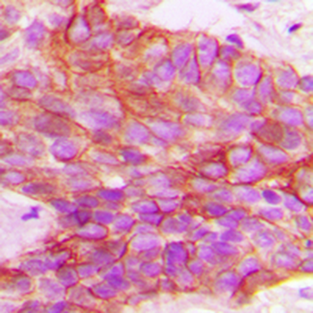 PTTG1IP Antibody