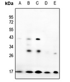 Prothymosin alpha Antibody