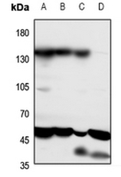 PTHR1 Antibody