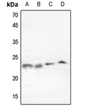 p23 Antibody
