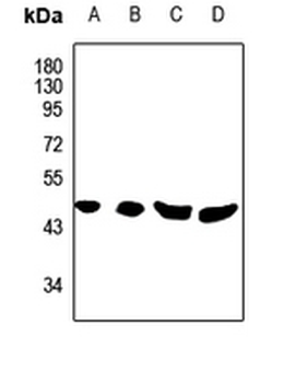 Phospholipase D4 Antibody