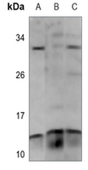 PAGE3 Antibody