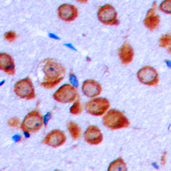 OLFML2B Antibody