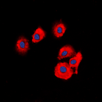 OLFML2B Antibody