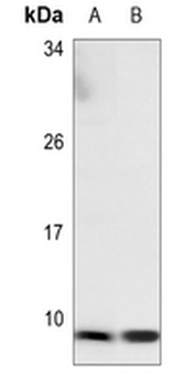 NDUFA3 Antibody