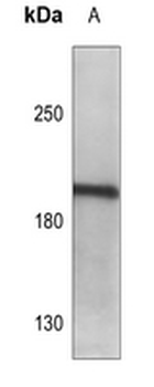 LMO7 Antibody