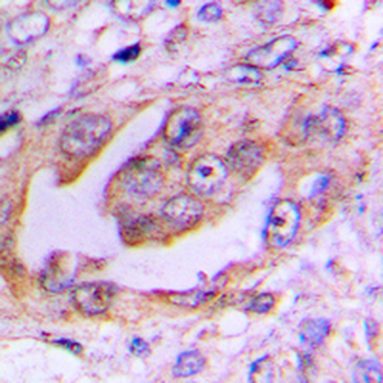 EG5 (pT926) Antibody