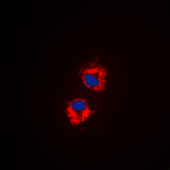 EG5 (pT926) Antibody