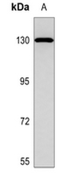 Integrin alpha 8 HC Antibody