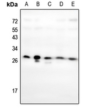 HOXC6 Antibody