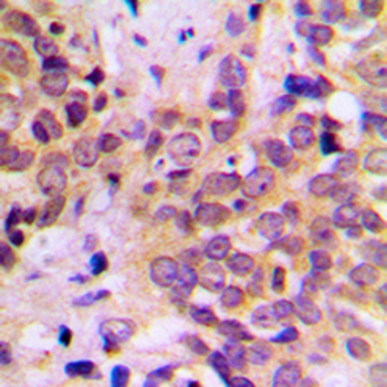 GSK3 beta Antibody