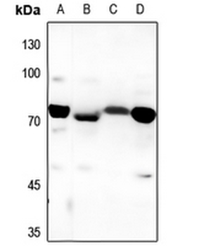 DHAPAT Antibody