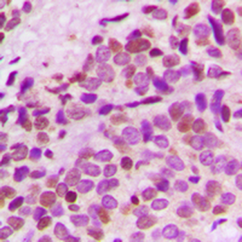 GNL3L Antibody