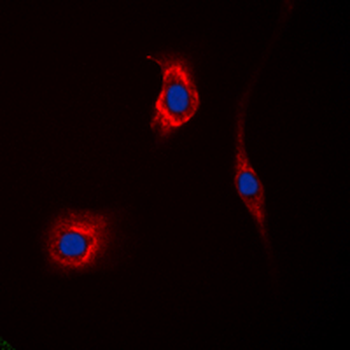 GAK Antibody