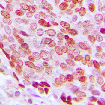 FOXD3 Antibody