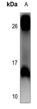 4EBP1 Antibody