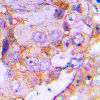 4EBP1 Antibody