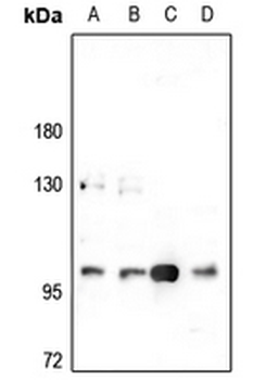 CNK2 Antibody