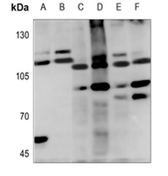 Cadherin 19 Antibody
