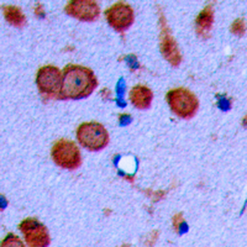 Cadherin 19 Antibody