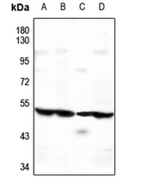 ATG4C Antibody