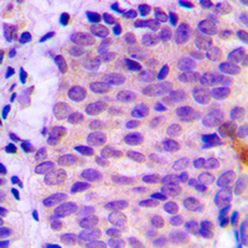 ATG4C Antibody