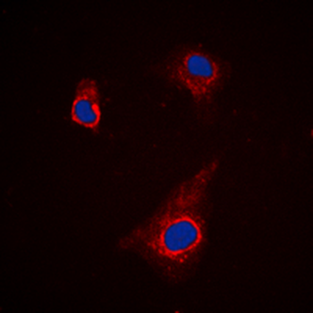 ATG4C Antibody