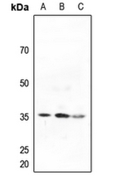 ACER2 Antibody