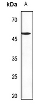 Septin 8 Antibody