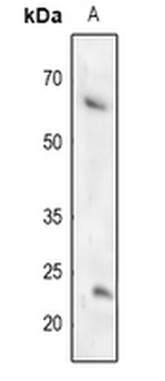TFCP2L1 Antibody