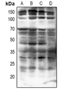 PDP1 Antibody