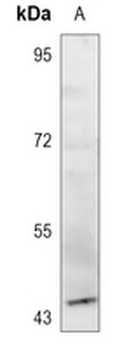 GPR143 Antibody