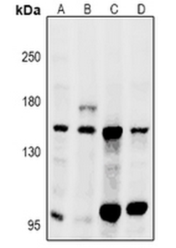 GPR116 Antibody
